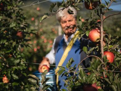 Apples from USA